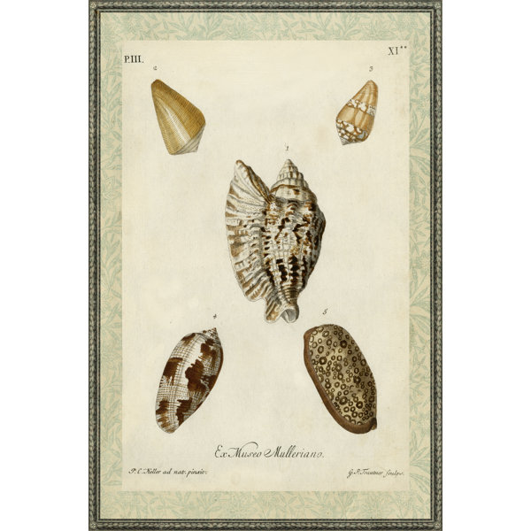 House Of Hampton Leinwandbild Bookplate Shells Ii Wayfair De